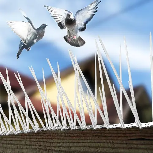 Bird Spike