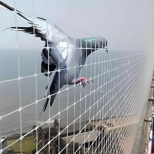Bird Net Installation